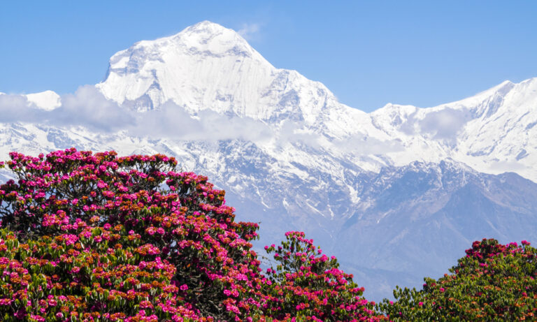Snart blomstrer det i Annapurna
